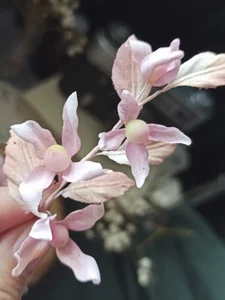 Ножи для вырубки скрапбукинг Ночная фиалка фото 7